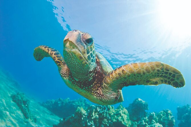 West Oahu Dolphin Watch and Snorkel Sail with Lunch - Key points to know before booking