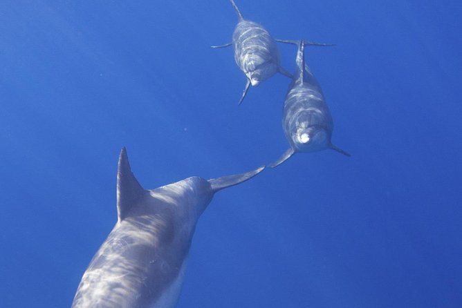 West Oahu Dolphin Watch and Snorkel Sail with Lunch - From Waianae pier to the first dolphin pod