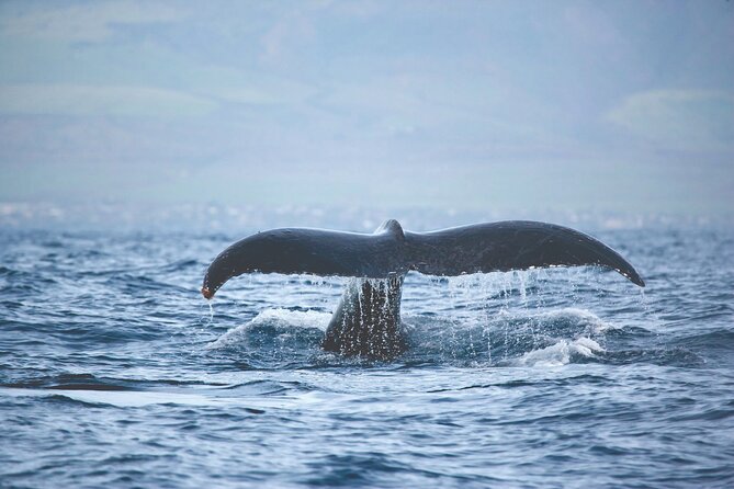 West Oahu Dolphin Watch and Snorkel Sail with Lunch - Snorkeling with fish, turtles, and rays