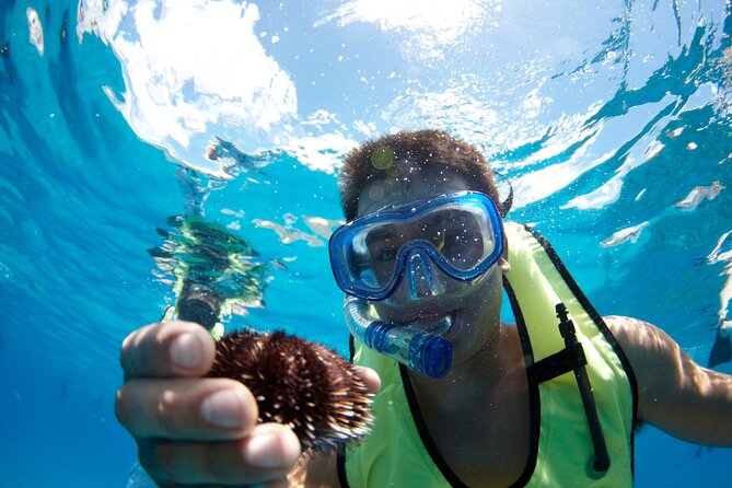 West Oahu Dolphin Watch and Snorkel Sail with Lunch - Dolphin SMART viewing and responsible distance