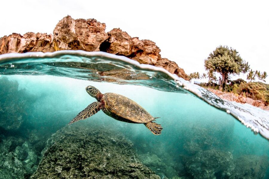West Oahu: Turtles, Dolphins, and Snorkeling Tour with Lunch - Setting out from Waiʻanae Small Boat Harbor