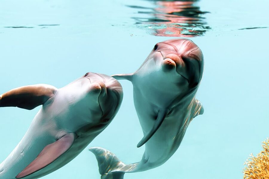 West Oahu: Turtles, Dolphins, and Snorkeling Tour with Lunch - Snorkeling with turtles and reef fish
