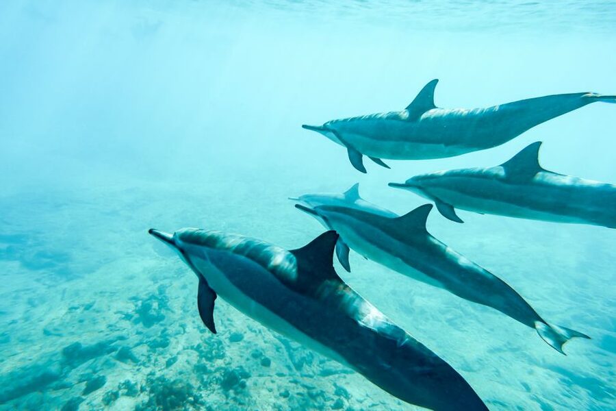West Oahu: Turtles, Dolphins, and Snorkeling Tour with Lunch - Lunch, mai tais, and the easygoing boat ride