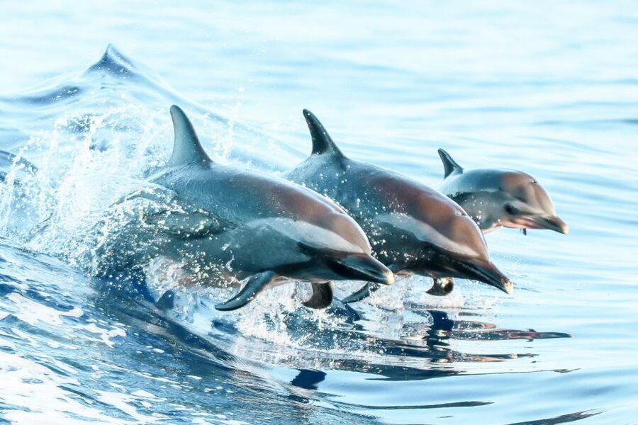 West Oahu: Turtles, Dolphins, and Snorkeling Tour with Lunch - Who will get the most from this cruise
