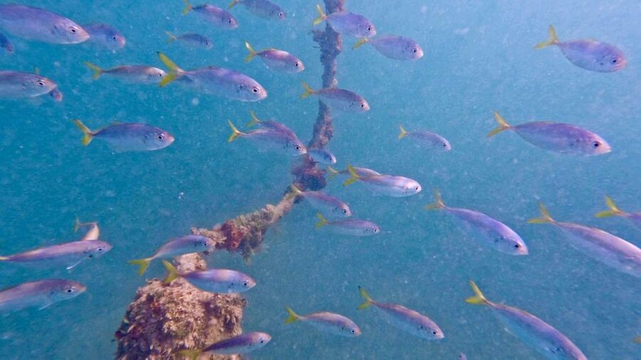West Palm Beach: Beginner Jet Snorkel Tour with Videos - Key points before you book