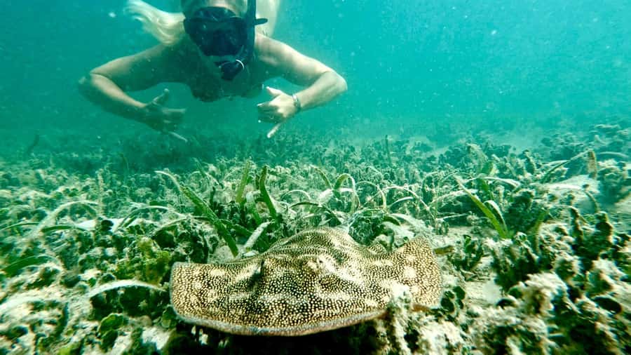 West Palm Beach: Beginner Snorkel Tour with Turtles & Videos - Learning in about three feet of water