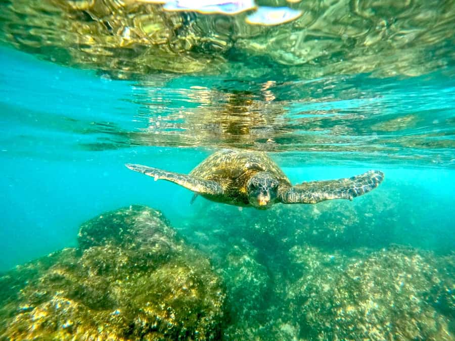 West Palm Beach: Beginner Snorkel Tour with Turtles & Videos - Following the guide to fish, rays, and turtles