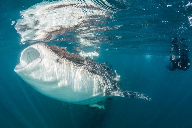 Whale-Shark Snorkeling Excursion to La Paz - Why the La Paz whale-shark encounter is special