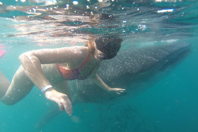 Whale-Shark Snorkeling Excursion to La Paz - Three hours searching the whale-shark habitat