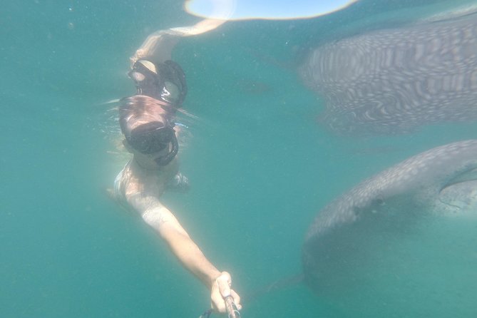 Whale-Shark Snorkeling Excursion to La Paz - What the marine biologist adds