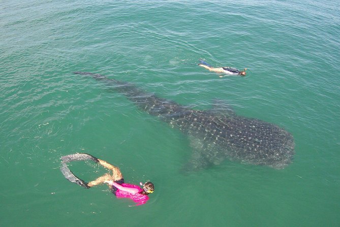 Whale-Shark Snorkeling Excursion to La Paz - Lunch after the boat trip