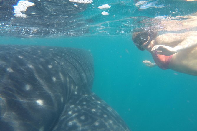 Whale-Shark Snorkeling Excursion to La Paz - Todos Santos on the return