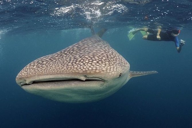 Whale-Shark Snorkeling Excursion to La Paz - The road to La Paz and the morning briefing