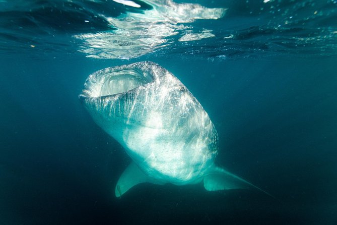 Whale Shark snorkeling tour in a reduced group with local marine biologist - Meeting a whale shark in La Paz Bay