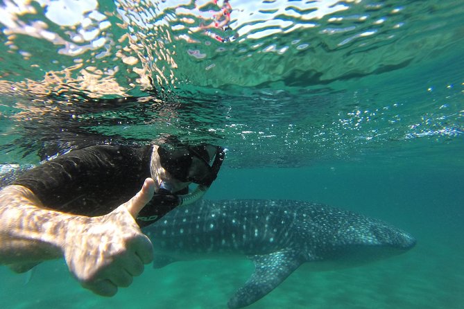 Whale Shark snorkeling tour in a reduced group with local marine biologist - Equipment, comfort, and the small boat
