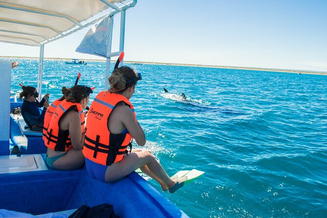 Whale Shark snorkeling tour in a reduced group with local marine biologist - Weather, visibility, and the honest limits of nature