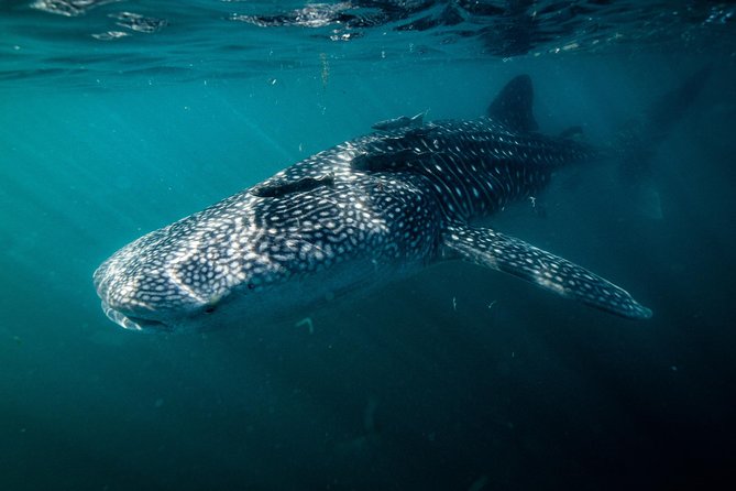 Whale Shark snorkeling tour in a reduced group with local marine biologist - What the water time is really like