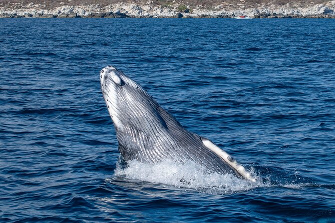Whale Watching & Snorkeling Combo in Los Cabos with Photos Included - Two Cabo activities in one morning