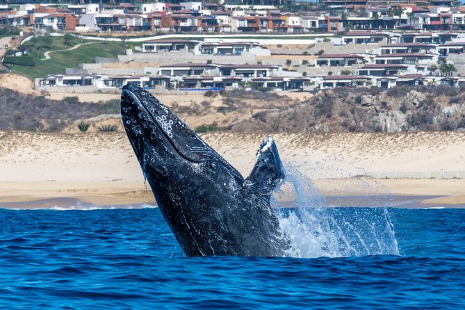 Whale Watching & Snorkeling Combo in Los Cabos with Photos Included - From whale watching to a reef in the Sea of Cortez
