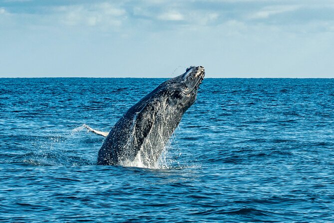 Whale Watching & Snorkeling Combo in Los Cabos with Photos Included - Practical details at the marina