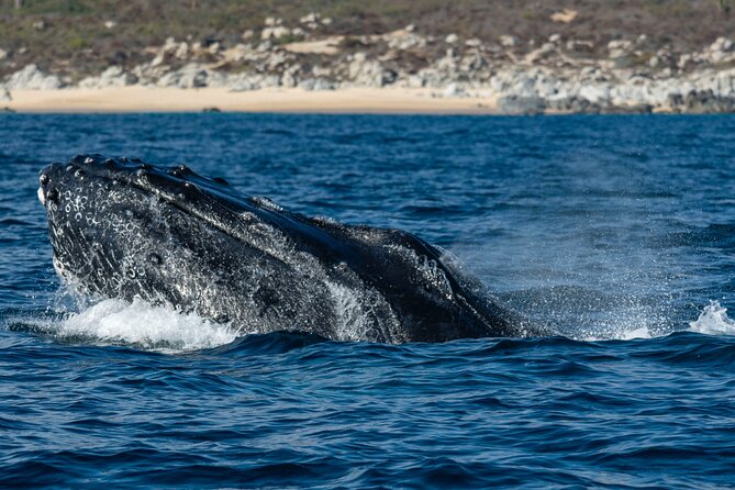Whale Watching & Snorkeling Combo in Los Cabos with Photos Included - Should you book the Whale Watching and Snorkeling Combo?