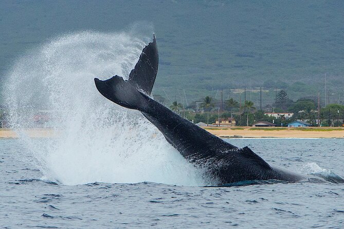 Wild Dolphin Watching and Snorkel Safari Off West Coast of Oahu - Why this west Oahu trip feels different