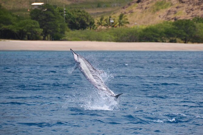 Wild Dolphin Watching and Snorkel Safari Off West Coast of Oahu - Winter whale watching from January through March