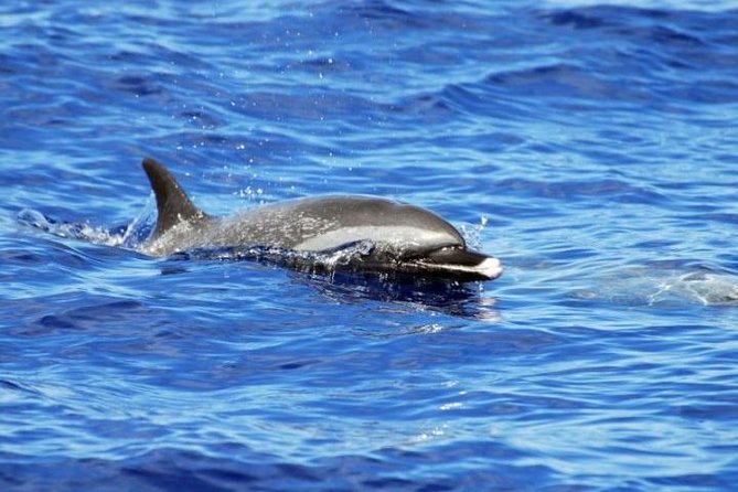 Wild Dolphin Watching and Snorkel Safari Off West Coast of Oahu - Snorkeling with turtles, fish, and reef life