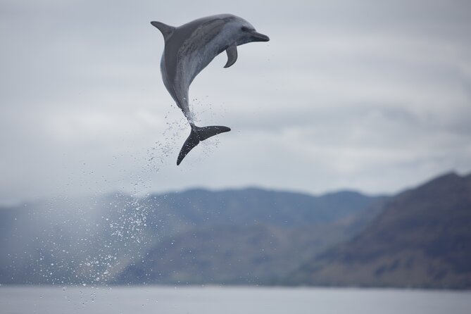 Wild Dolphin Watching and Snorkel Safari Off West Coast of Oahu - Lunch, drinks, and the early start