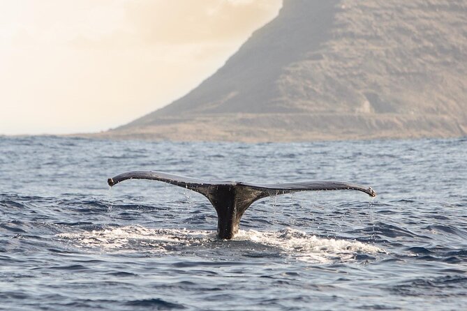 Wild Dolphin Watching and Snorkel Safari Off West Coast of Oahu - Is $193.88 a fair price?