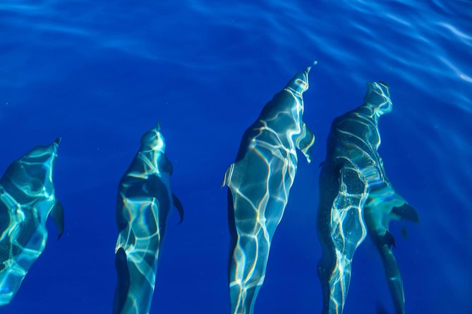 Wild Dolphin Watching and Snorkel Safari Off West Coast of Oahu - Who will enjoy this most