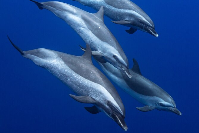 Wild Dolphin Watching and Snorkel Safari Off West Coast of Oahu - Looking for spinner dolphins close to shore