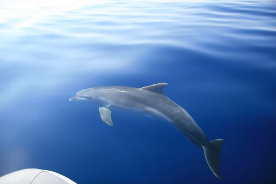 Zadar:Speedboat Tour Thrill Ride with Snorkeling on 3 island - Who should book this tour