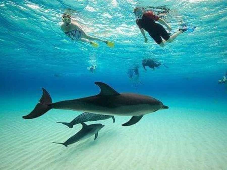 ZANZIBAR : Mnemba Dolphin and Snorkeling Tour - Setting out from Nungwi toward Mnemba