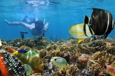 ZANZIBAR : Mnemba Dolphin and Snorkeling Tour
