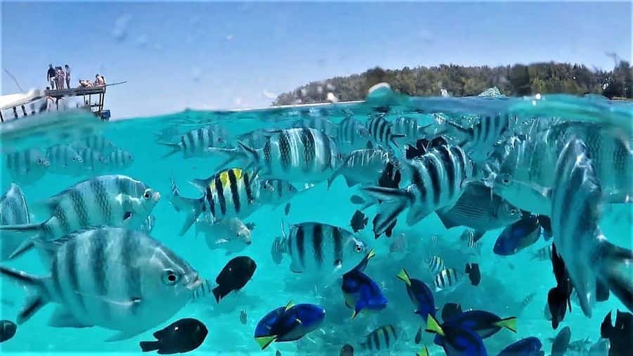 Zanzibar: Mnemba Island Dolphin and Snorkeling Tour - The dolphin search near Mnemba