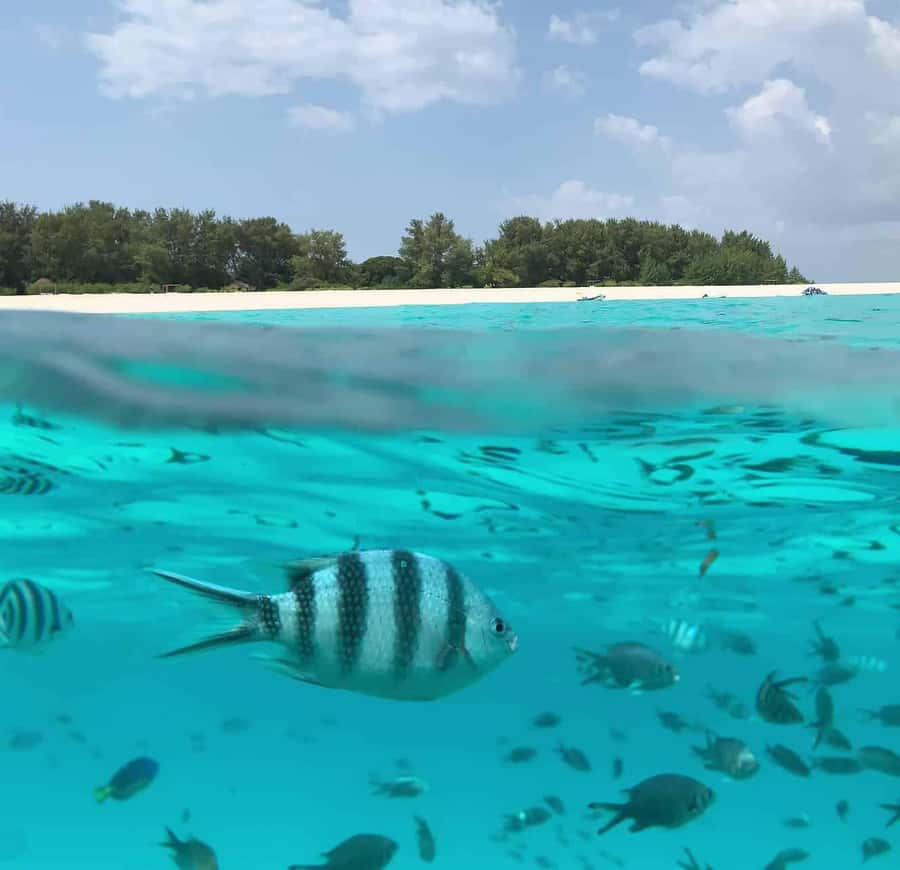 Zanzibar: Mnemba Island Dolphin and Snorkeling Tour - Starting from Nungwi or Muyuni Beach