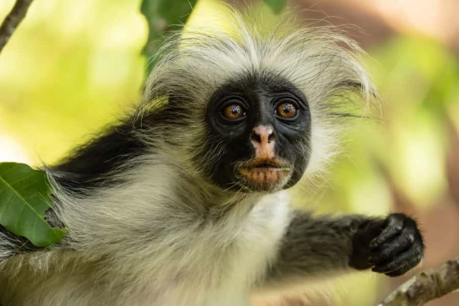 Zanzibar, Salaam Cave Tour, The Rock, Kuza Cave, Paje Beach - A packed southern Zanzibar day for $150