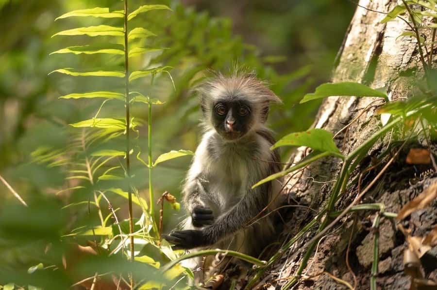 Zanzibar, Salaam Cave Tour, The Rock, Kuza Cave, Paje Beach - Jozani Forest and the red colobus monkeys