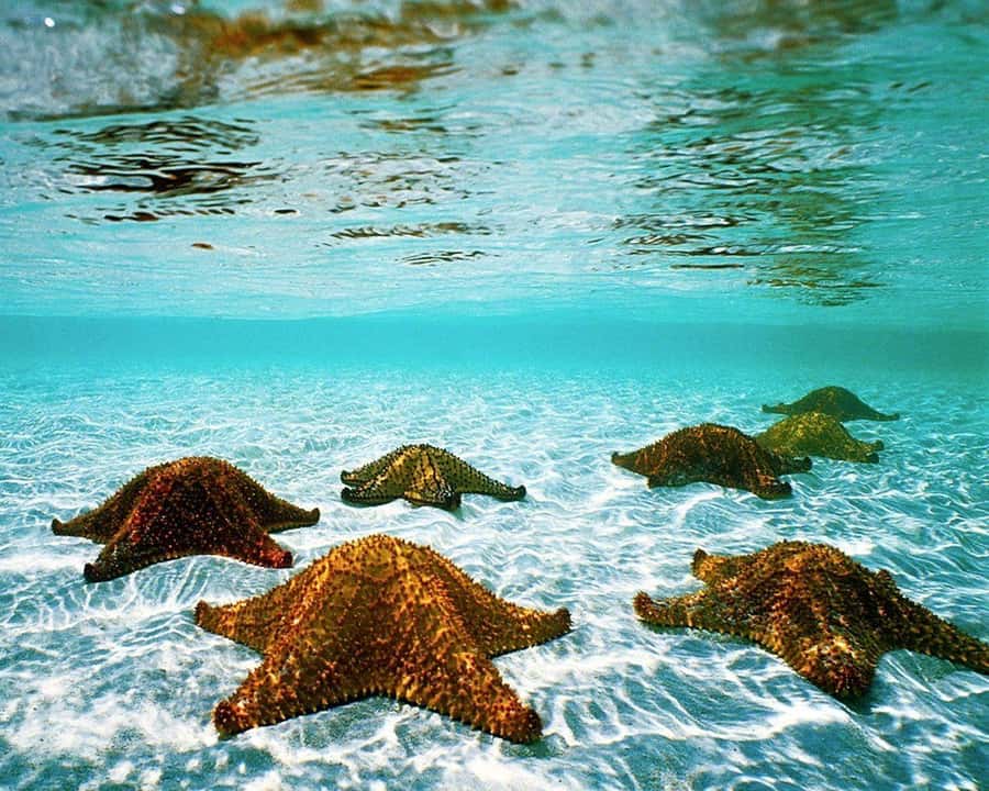 Zanzibar, Salaam Cave Tour, The Rock, Kuza Cave, Paje Beach - Who should book this experience?